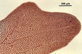 2 - Porzione apicale con venature microscopiche